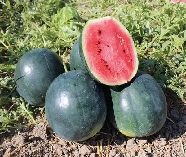 Esvet F1 Siyah Karpuz Tohumu 1000 Adet