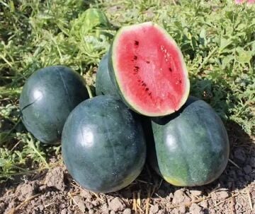 Esvet F1 Siyah Karpuz Tohumu 1000 Adet