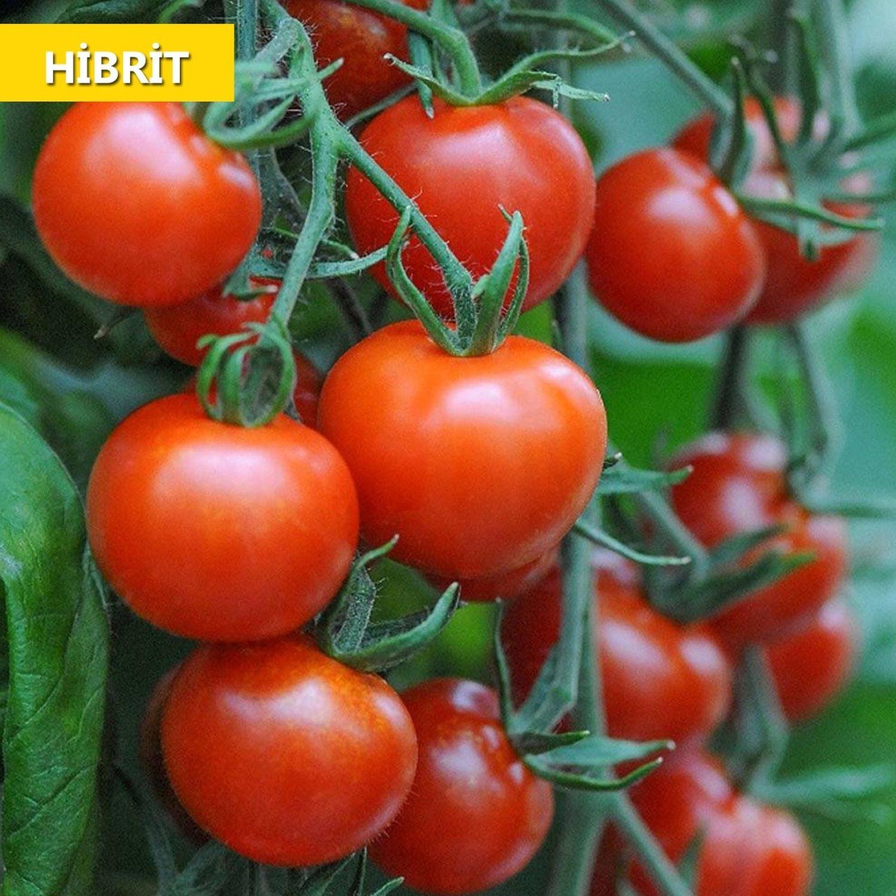 Hibrit Sırık Domates Tohumu 25 Adet