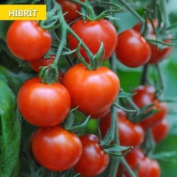 Hibrit Sırık Domates Tohumu 25 Adet