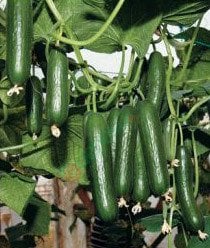 Hibrit Sırık Hıyar/Salatalık Tohumu 25 Adet