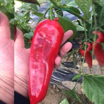 Bolveren F1 Kapya Biber Tohumu 1000 Adet