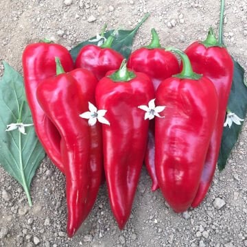 Bolveren F1 Kapya Biber Tohumu 1000 Adet