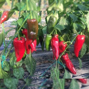 Bolveren F1 Kapya Biber Tohumu 1000 Adet