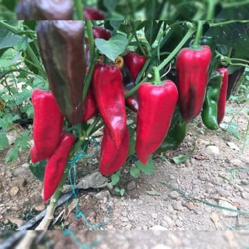 Bolveren F1 Kapya Biber Tohumu 1000 Adet