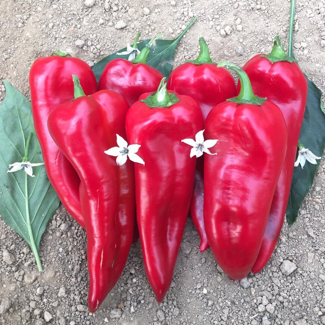 Bolveren F1 Kapya Biber Fidesi