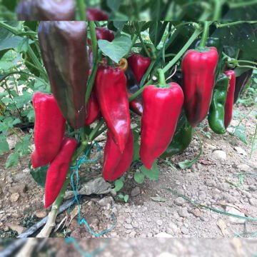 Bolveren F1 Kapya Biber Fidesi