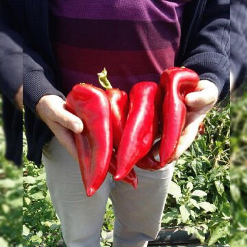 Bolveren F1 Kapya Biber Fidesi