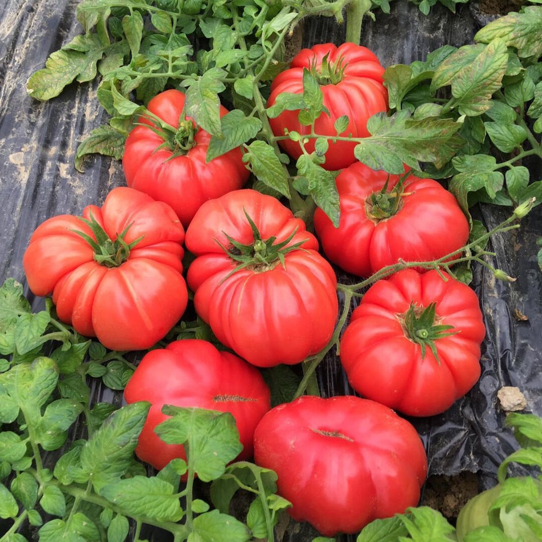 AZ-81 Yarı Sırık Pembe Domates Tohumu 1000 Adet