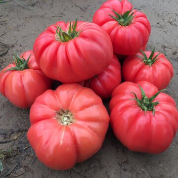 AZ-81 Yarı Sırık Pembe Köy Domates Fidesi