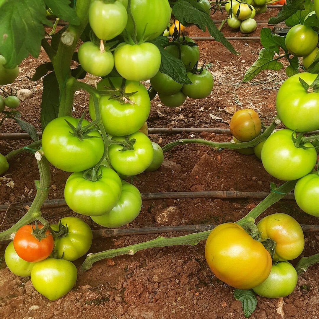 Navara F1 Domates Fidesi