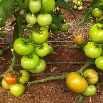 Navara F1 Domates Fidesi