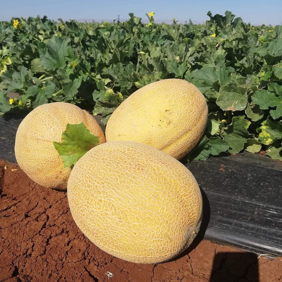 Duble F1 Kavun Fidesi