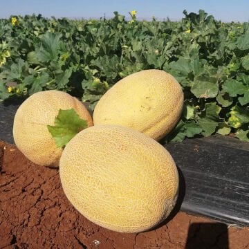 Duble F1 Kavun Fidesi