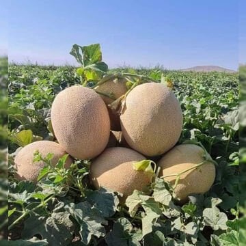 Duble F1 Kavun Fidesi