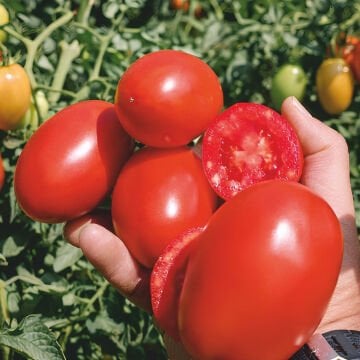 Gherdan F1 Salçalık Domates Fidesi