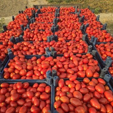 Gherdan F1 Salçalık Domates Fidesi