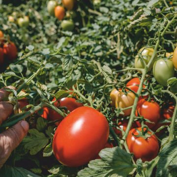 Gherdan F1 Salçalık Domates Tohumu 5000 Adet