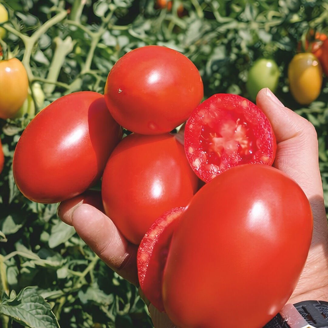 Gherdan F1 Salçalık Domates Tohumu 5000 Adet