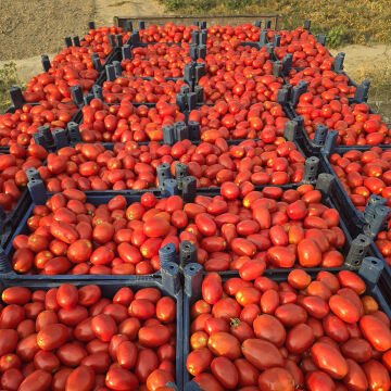 Gherdan F1 Salçalık Domates Tohumu 5000 Adet