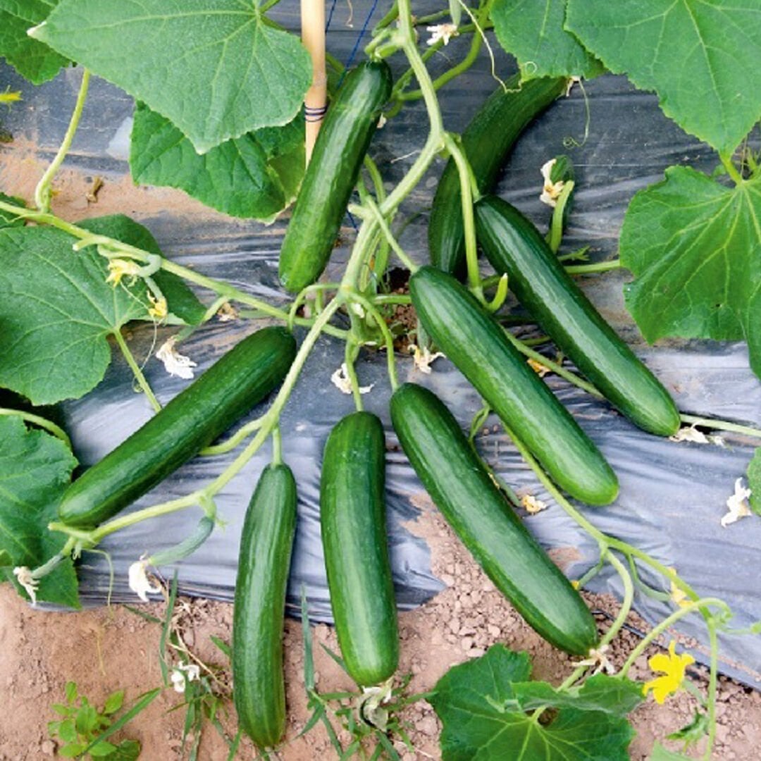 Funda F1 Oturak Salatalık Fidesi