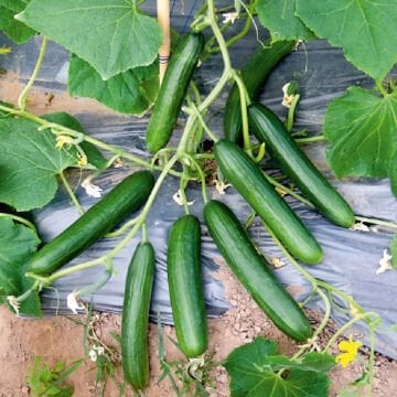 Funda F1 Oturak Salatalık Fidesi