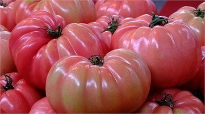 BİZİM KÖY 2 F1 Pembe Domates Fidesi