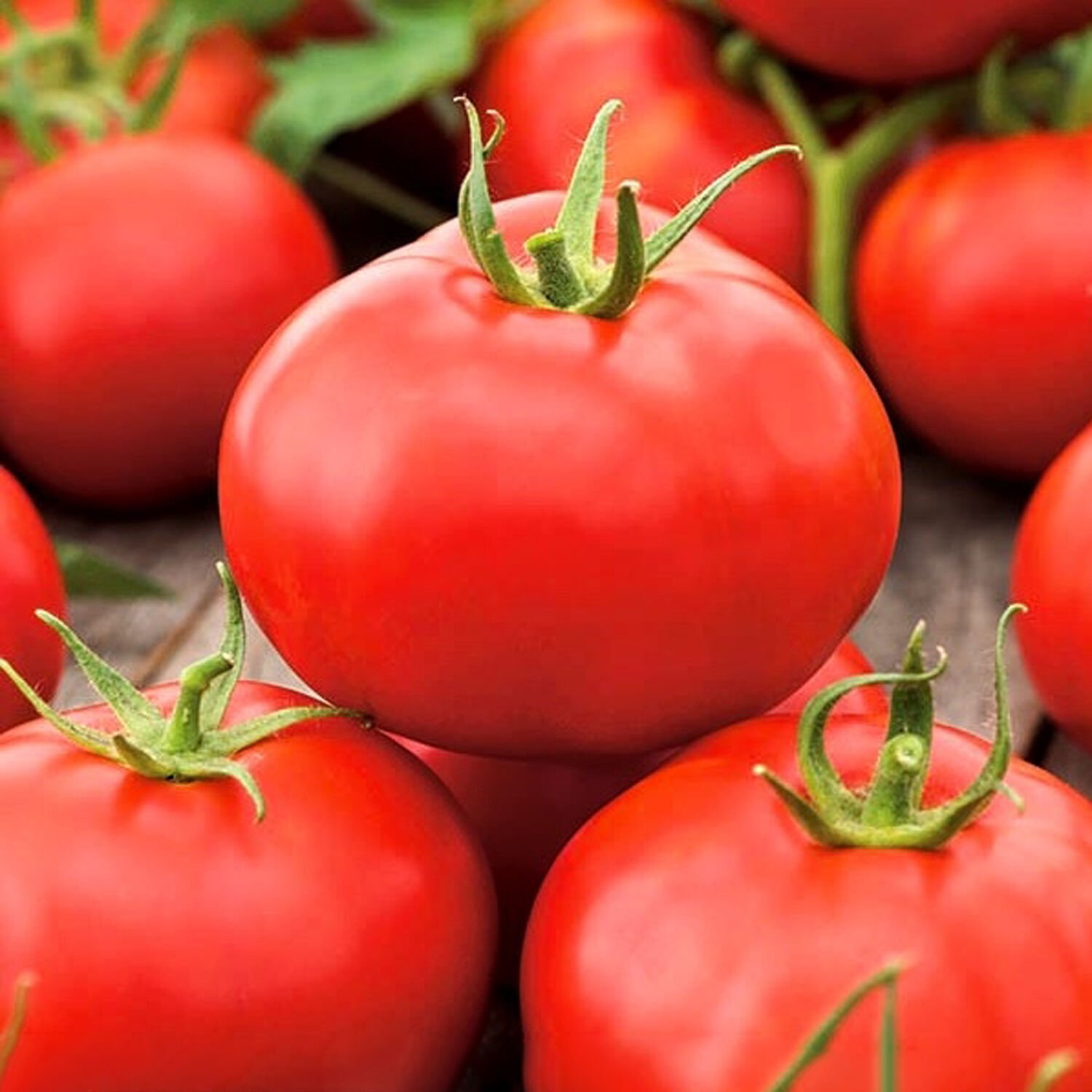 Karaköy F1 Oturak Domates Tohumu