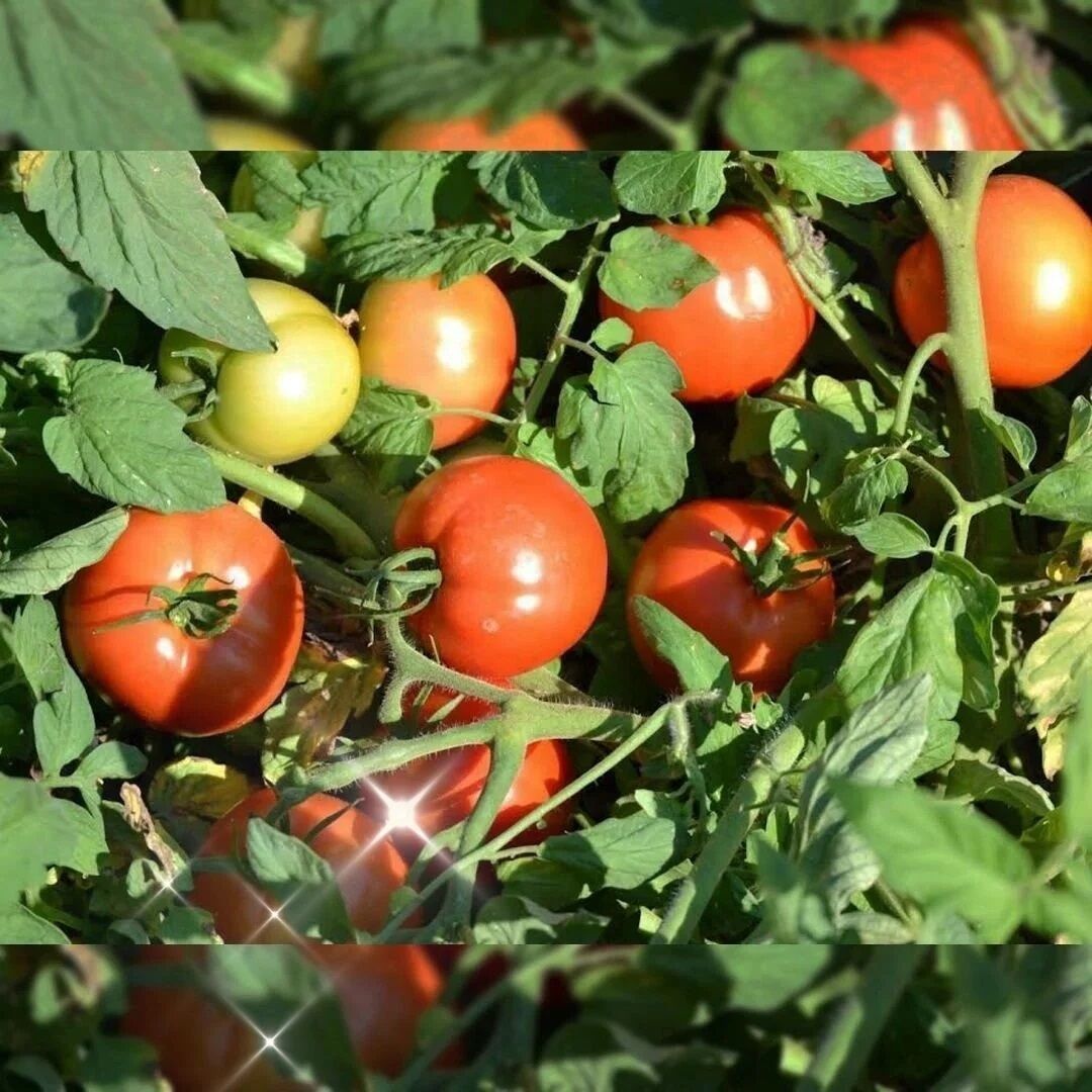 Karaköy F1 Oturak Domates Tohumu