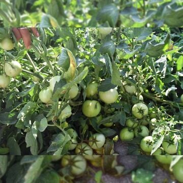 Karaköy F1 Oturak Domates Tohumu