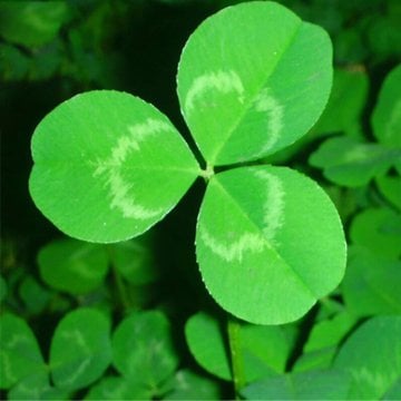 Ak Üçgül Trifolium Repens Yonca Çim Tohumu 1 KG