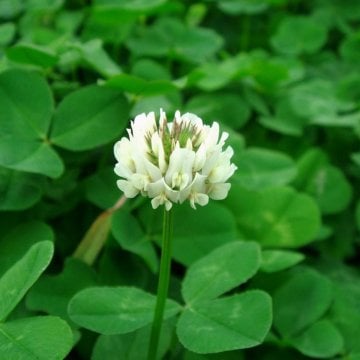 Ak Üçgül Trifolium Repens Yonca Çim Tohumu 1 KG