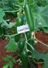 Cantürk F1 Multi Hıyar Fidesi