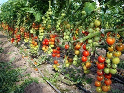 Forty F1 Domates Fidesi