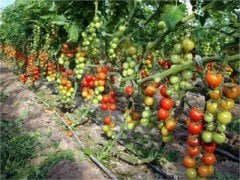 Forty F1 Domates Fidesi