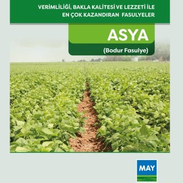 Asya Bodur Oturak Fasulye Tohumu 2 Kg