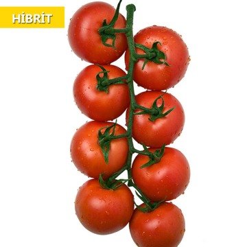 Hibrit Salkım Domates Tohumu 30 Adet