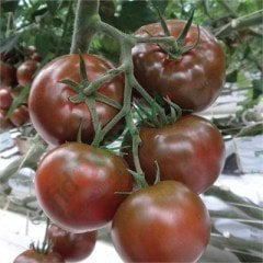 Hibrit Çikolata Domates Tohumu 20 Adet