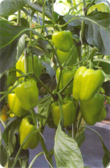LT34 F1 Dolma Biber Fidesi