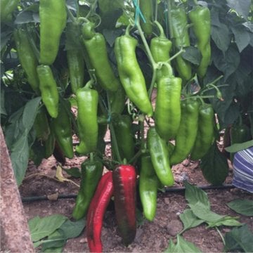 Diyar F1 Kapya Biber Fidesi