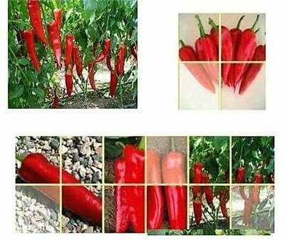 Evita F1 Kapya Biber Fidesi