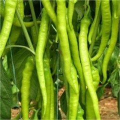 Çoban F1 Acı Kıl Sivri Biber Tohumu 1000 Adet