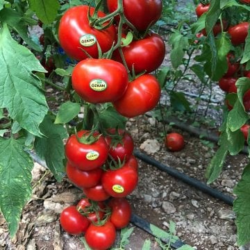 Özkan F1 Baharlık Güzlük Sırık Domates Tohumu 1000 Adet