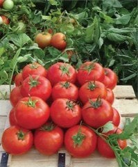 Nergis F1 Oturak Domates Fidesi