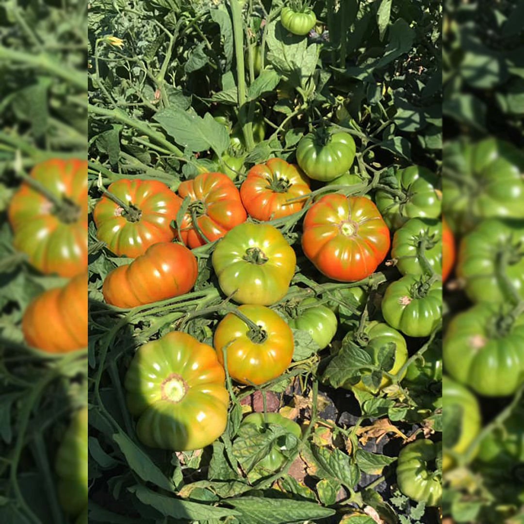 Güney Köy F1 Oturak Köy Domates Tohumu