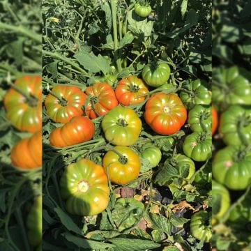 Güney Köy F1 Oturak Köy Domates Tohumu