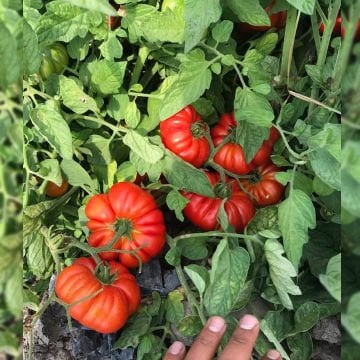 Güney Köy F1 Oturak Köy Domates Fidesi