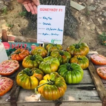 Güney Köy F1 Oturak Köy Domates Fidesi Koli Seç (210 adet)