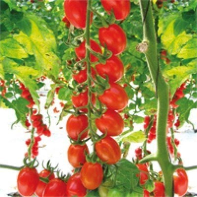 Çikito F1 Cherry Plum Domates Fidesi