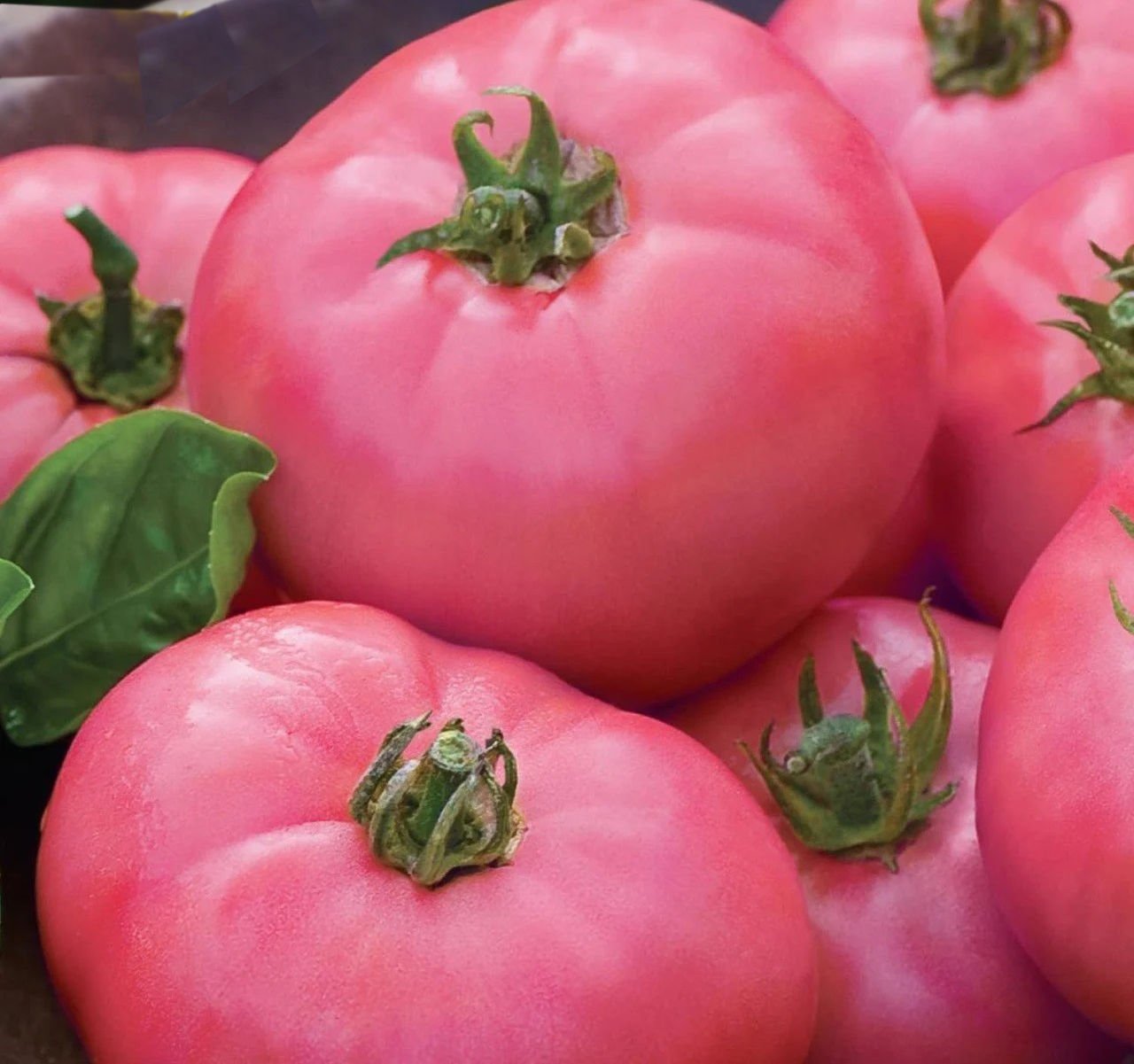 Hibrit Pembe Oturak Domates Tohumu 30 Adet